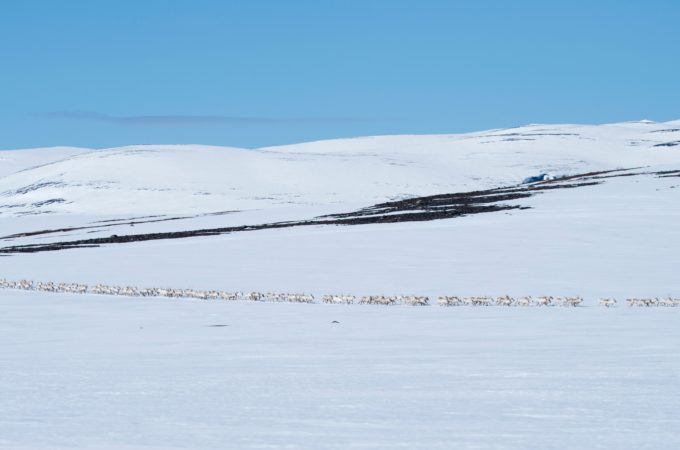 reinflokk på fjellet